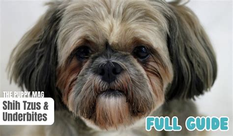 Shih Tzus with Underbites: Everything You Need to Know – The Puppy Mag