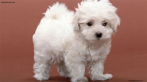 Bichon Frise - Puppies, Rescue, Pictures, Information, Temperament, Characteristics | Animals Breeds