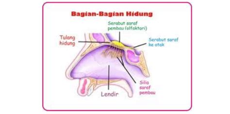 Terbaru 35+ Bagian Bagian Sistem Uraina