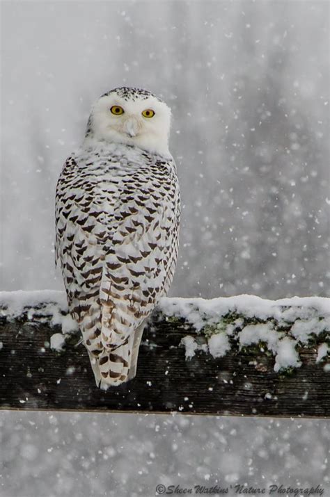 Snowy Owl © 2013 Sheen’s Nature Photography | Owl, Beautiful birds, Pet ...