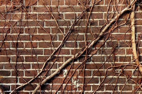 Free photo: Wall, Brick Wall, Vine, Creeper - Free Image on Pixabay - 3050018