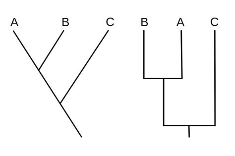 Cladogram: Features, Parts, Examples (vs. Phylogram)