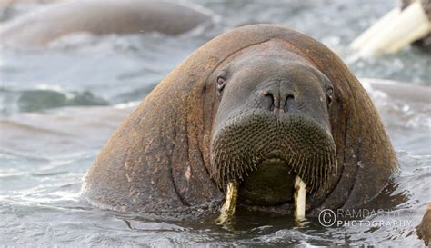 Arctic Wildlife – Ramdas Iyer Photography