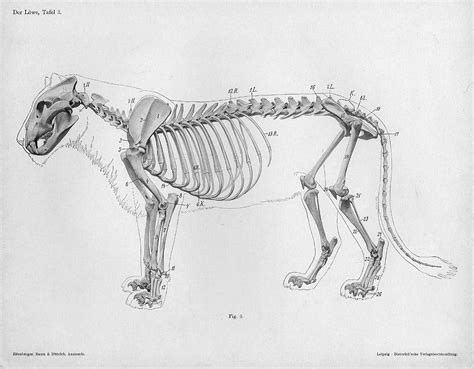 BibliOdyssey: Handbook of Animal Anatomy