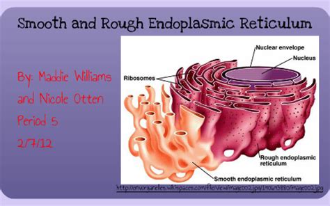 Rough and Smooth Endoplasmic Reticulum by Nicole Otten on Prezi