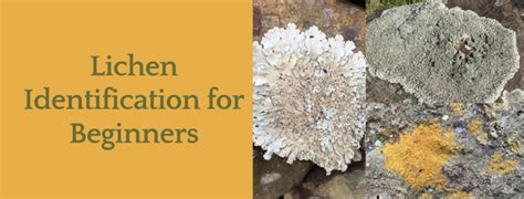 Lichens for Beginners – The Clifton Institute