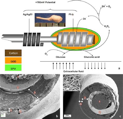 The design of the amperometric sensor used in this study. (a) A ...