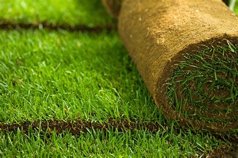 Tips for Buying Bermuda Sod For Your Lawn | The Turfgrass Group