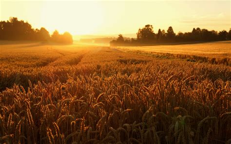 Wallpaper : sunlight, landscape, sky, field, sunrise, evening, morning, farm, wheat, Rye, barley ...