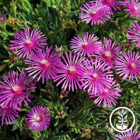 Delosperma Ice Plant Flower Seeds | True Leaf Market Seed Company