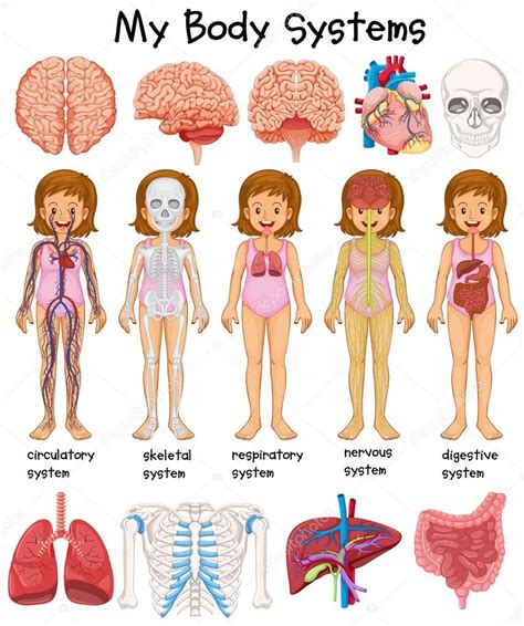 Pictures: human being diagram | Human body systems diagram — Stock ...