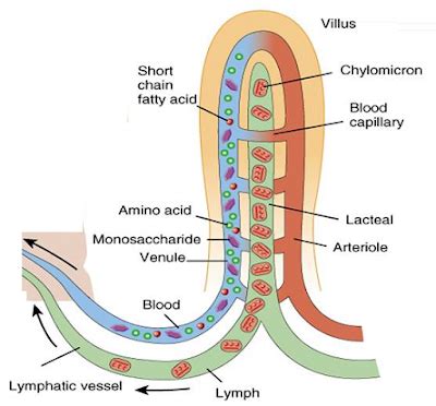 # 56 Absorption, small intestine and significance of villi | Biology Notes for IGCSE 2014 ...