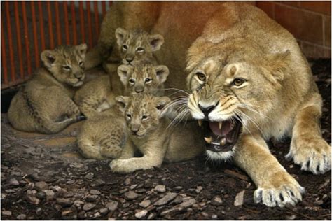 Asiatic Lion Attacks poachers to Save its Cubs in Gujarat, Accused Nabbed