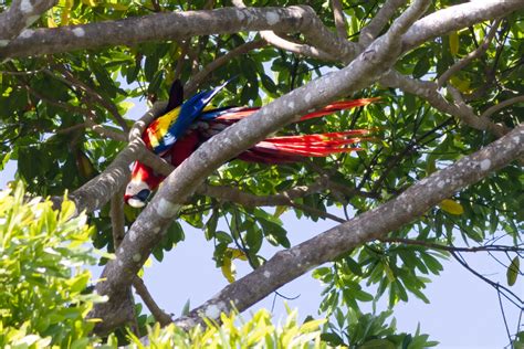 Macaws mating high in a tree - Marjorie Melnick