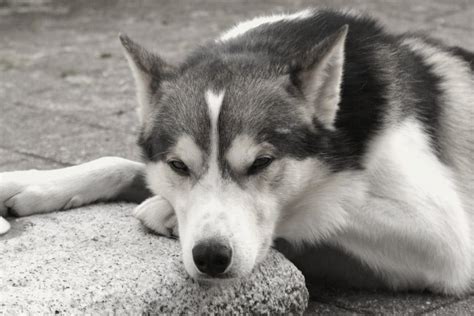 Alaskan Husky - Dogs breeds (Nordic sled) | Pets