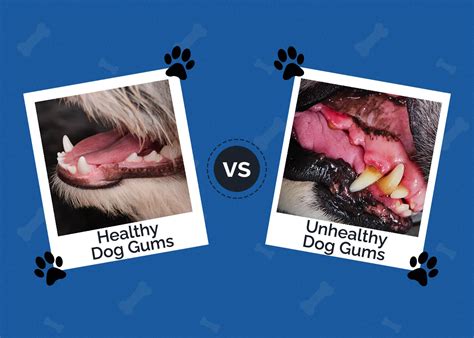 Why Do Vets Look At Dogs Gums