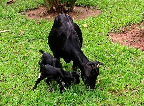 Goats Black Bengal breed, photos, description, milk yield