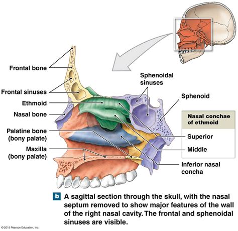 Nasal Surface Anatomy