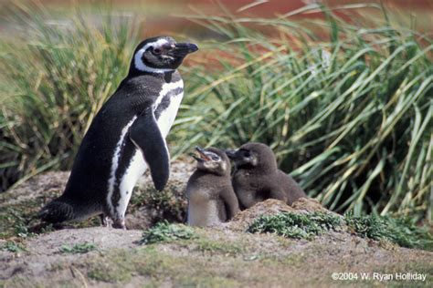 mountaininterval.org - Images from the Antarctic & Patagonia ...