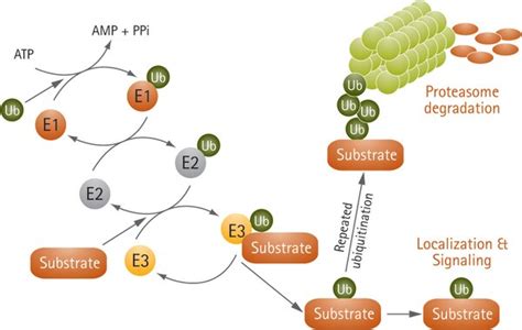 Ubiquitin Proteasome System: Enzymes and Substrates - Ubiquitin E1 ...