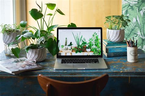 The 10 Best Plants for Your Office or Desk