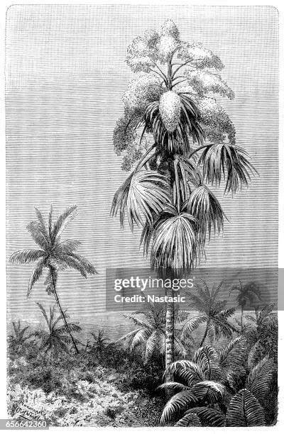 23 Talipot Palm Stock Photos, High-Res Pictures, and Images - Getty Images