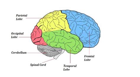 Brain Diagram Lobes