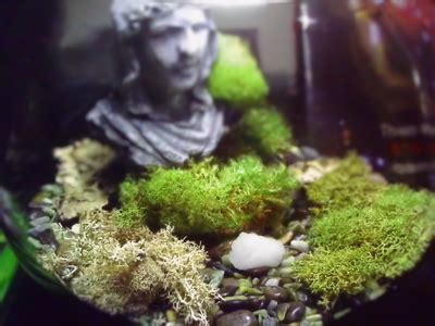 New terrarium for a Jumping spider