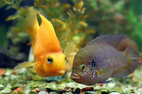 Jewel Cichlid Care Guide & Species Profile | Fishkeeping World