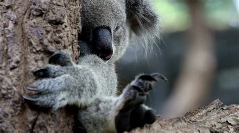 12 Most Dangerous Animals In Australia (Deadliest Species)