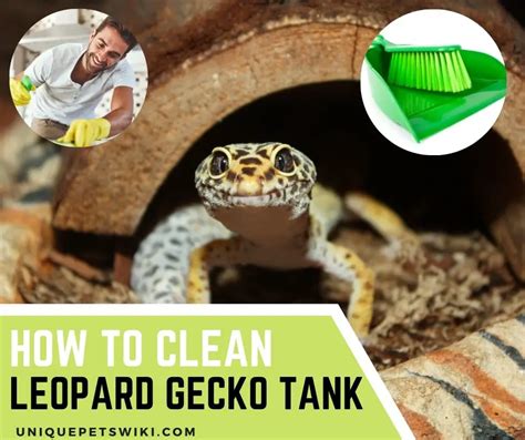 How To Clean Leopard Gecko Tank: Detailed Instructions And Cleaning Tips