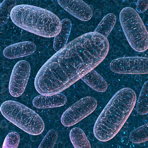 Animal Cells In Mitochondria / Animal Cell | CGTrader - Lysosome contains digestive enzymes that ...