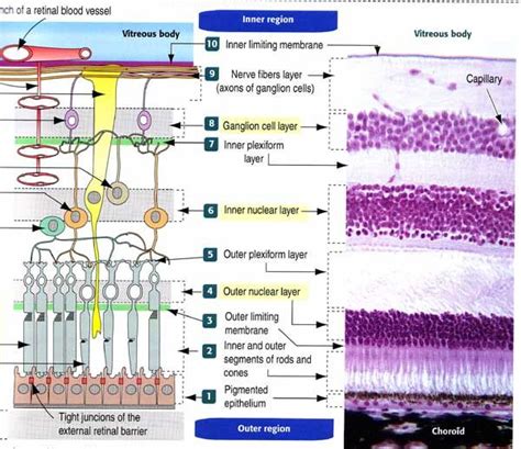 Layers of retina - stattogether