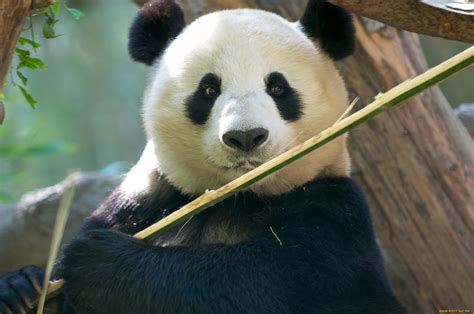 Imágenes de Osos Panda, fotos HD y fondos de pantalla