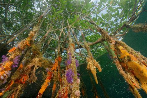 effects of science and technology: difference between coral reefs and mangroves