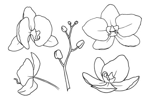 Flowers Orchid Phalaenopsis. Vector hand drawn floral illustration of tropical plant in line art ...