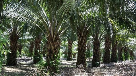 TATA RUANG INDONESIA: Perkembangan Perkebunan Kelapa Sawit di Indonesia