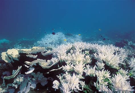 A Dire Future of Coral Reefs | Communicating Science (14w112)