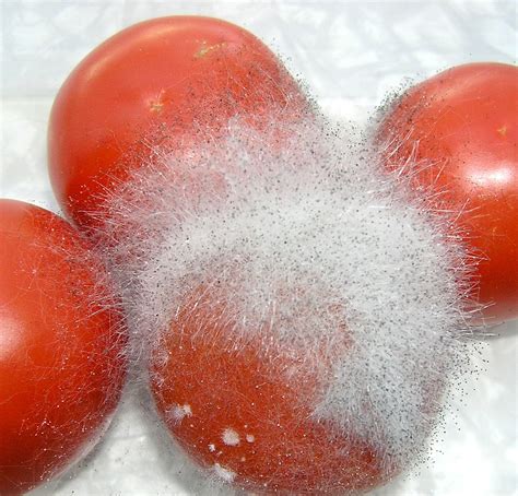 Hairy tomato | The Black bread mold (Rhizopus stolonifer) is… | Flickr