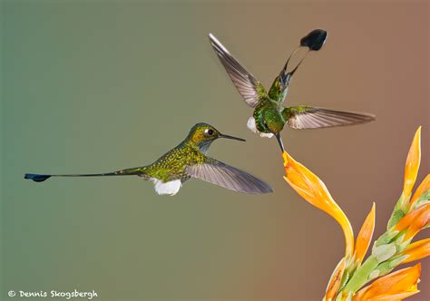 9005 Booted Racket-tail Hummingbird (Ocreatus underwoodii), Tandayapa Bird Lodge, Ecuador ...