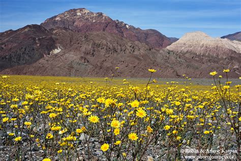 Death Valley Wildflowers Super Bloom - Photo Journeys