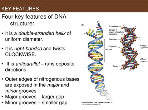 PPT - UNIT 4 DNA and Its Role in Heredity PART ONE: DNA Structure ...