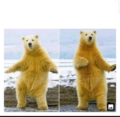 Dancing polar bear Blank Template - Imgflip