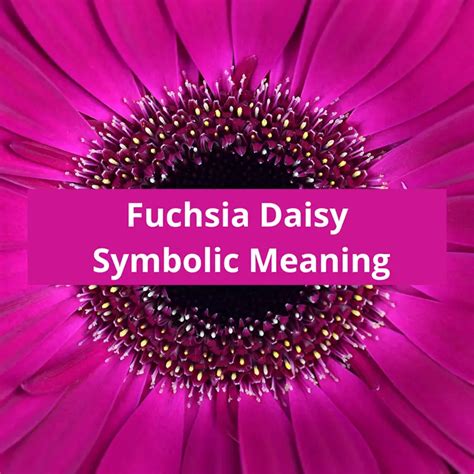 Fuchsia Daisy Symbolic Meaning