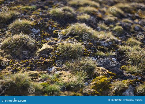 Macrophoto Of Deschampsia Antarctica, The Antarctic Hair Grass, One Of ...