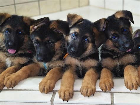 German Shepherd puppies available in Jacksonville - German Shepherd Breeder