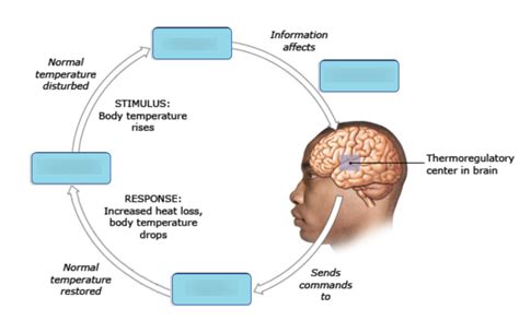 Negative Feedback Loop Body Temperature Regulation