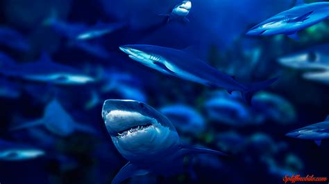 Cute Shark Wallpapers - Top Free Cute Shark Backgrounds - WallpaperAccess