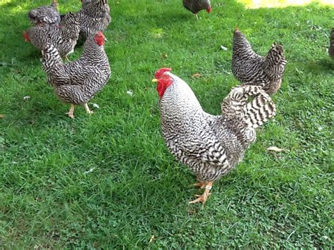 Dominique Chickens | Stratton Hall 1794