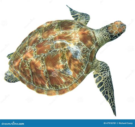 Sea turtle isolated stock image. Image of underwater - 47918781